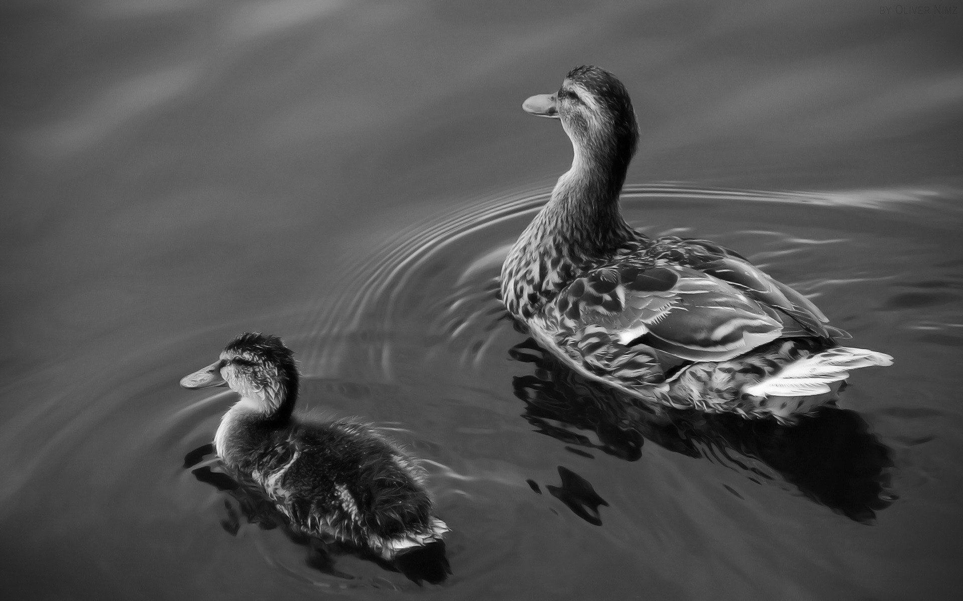 ducks water mother and baby birds black and white