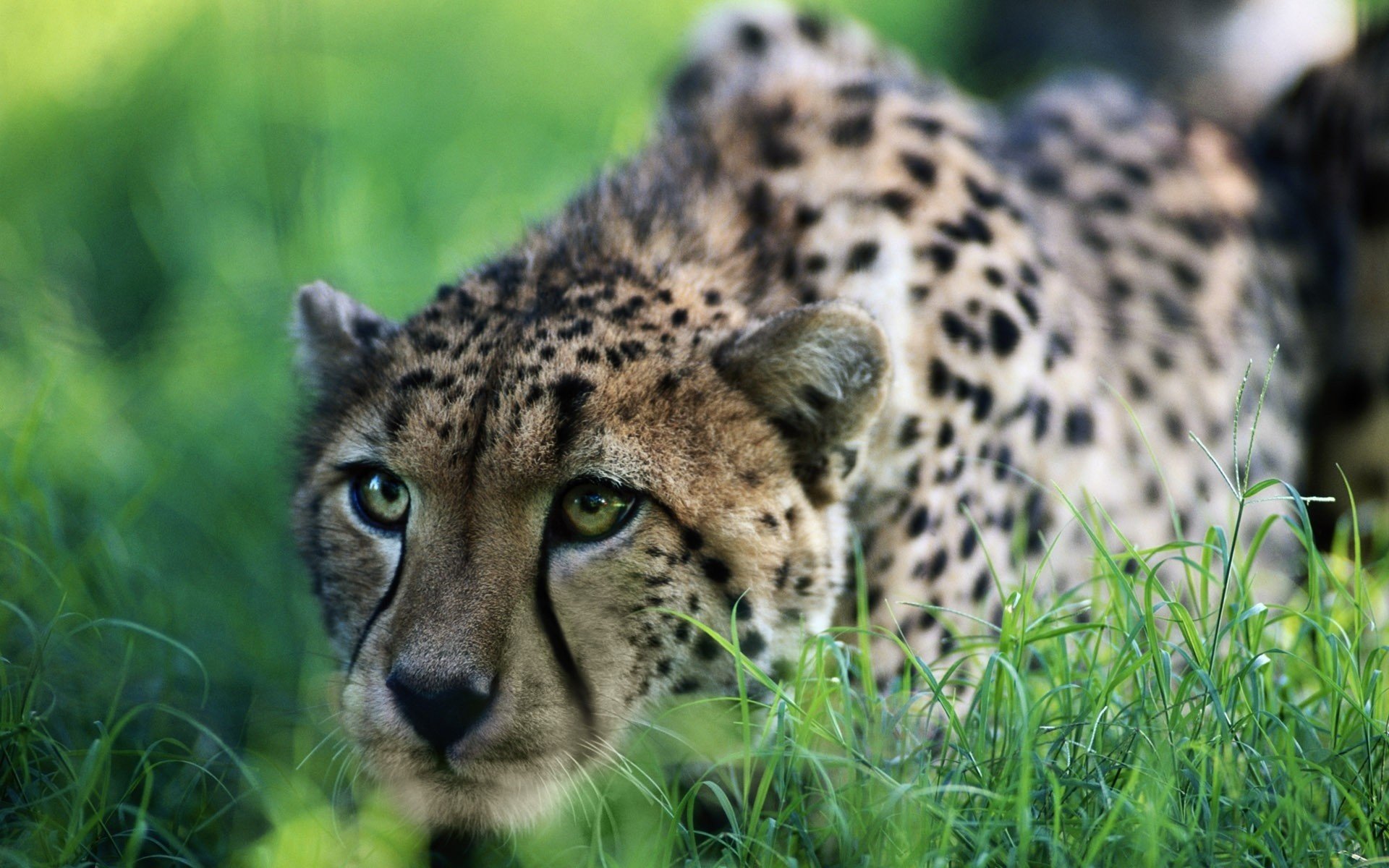 gepard grünes gras überwachung tiere raubtiere blick katzen augen