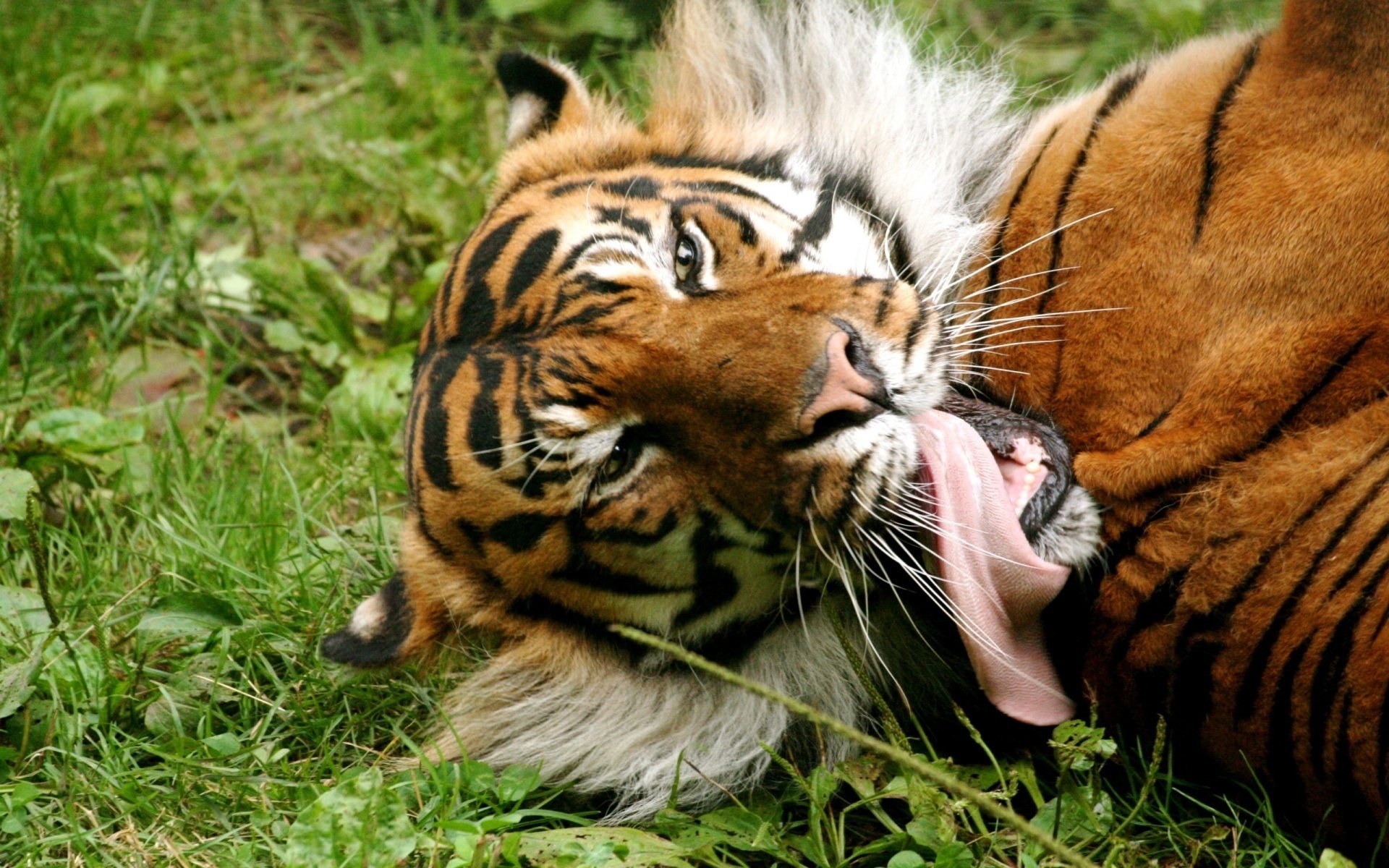 tigre lengua hierba pelirroja animales depredadores felinos