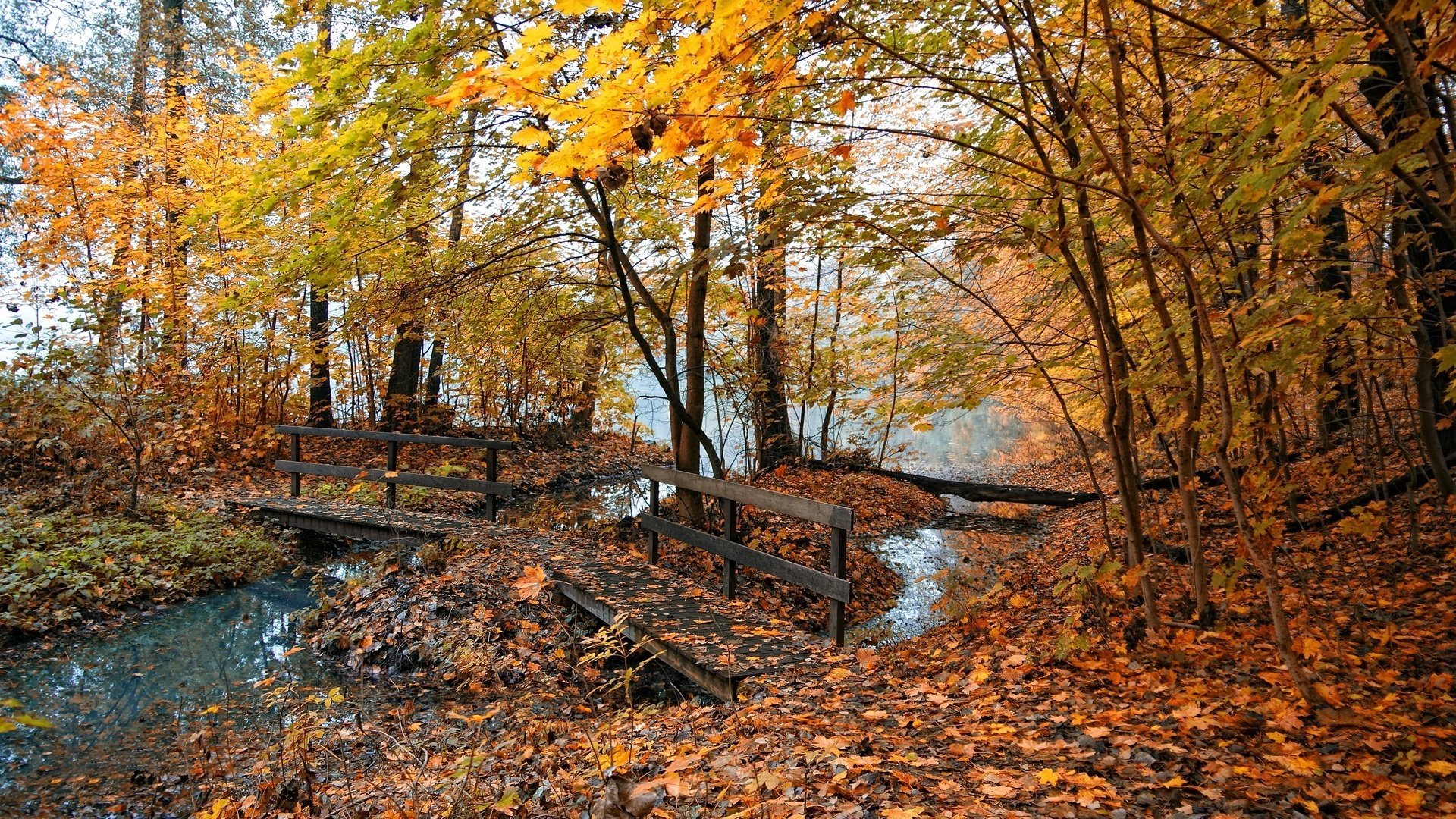 pont en bois ruisseau forêt feuillage chute des feuilles âge d or été indien feuilles jaunes couleurs d automne