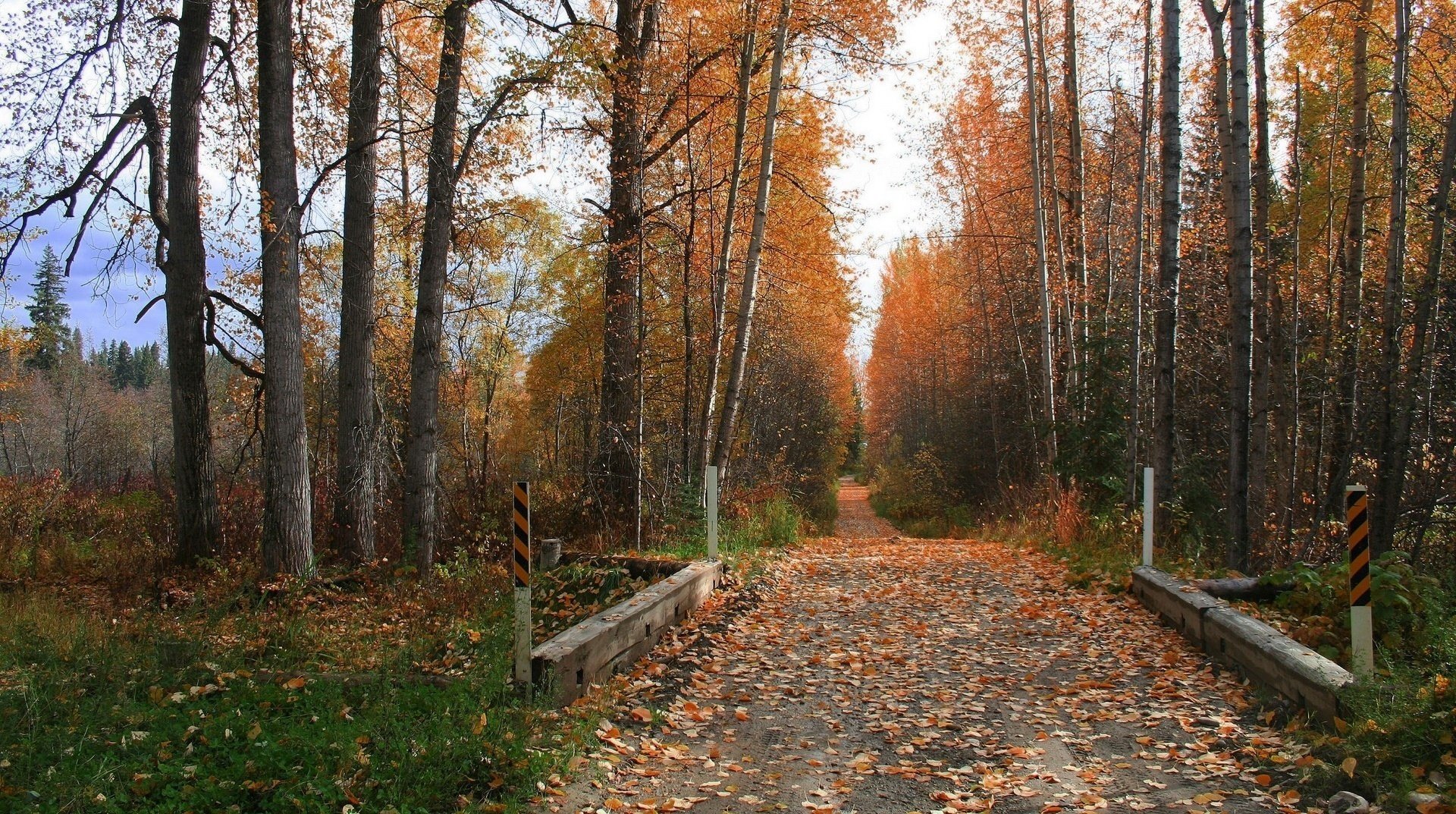 sentiero fogliame sul terreno betulle fresco foresta caduta delle foglie tempo d oro estate indiana foglie gialle colori autunnali