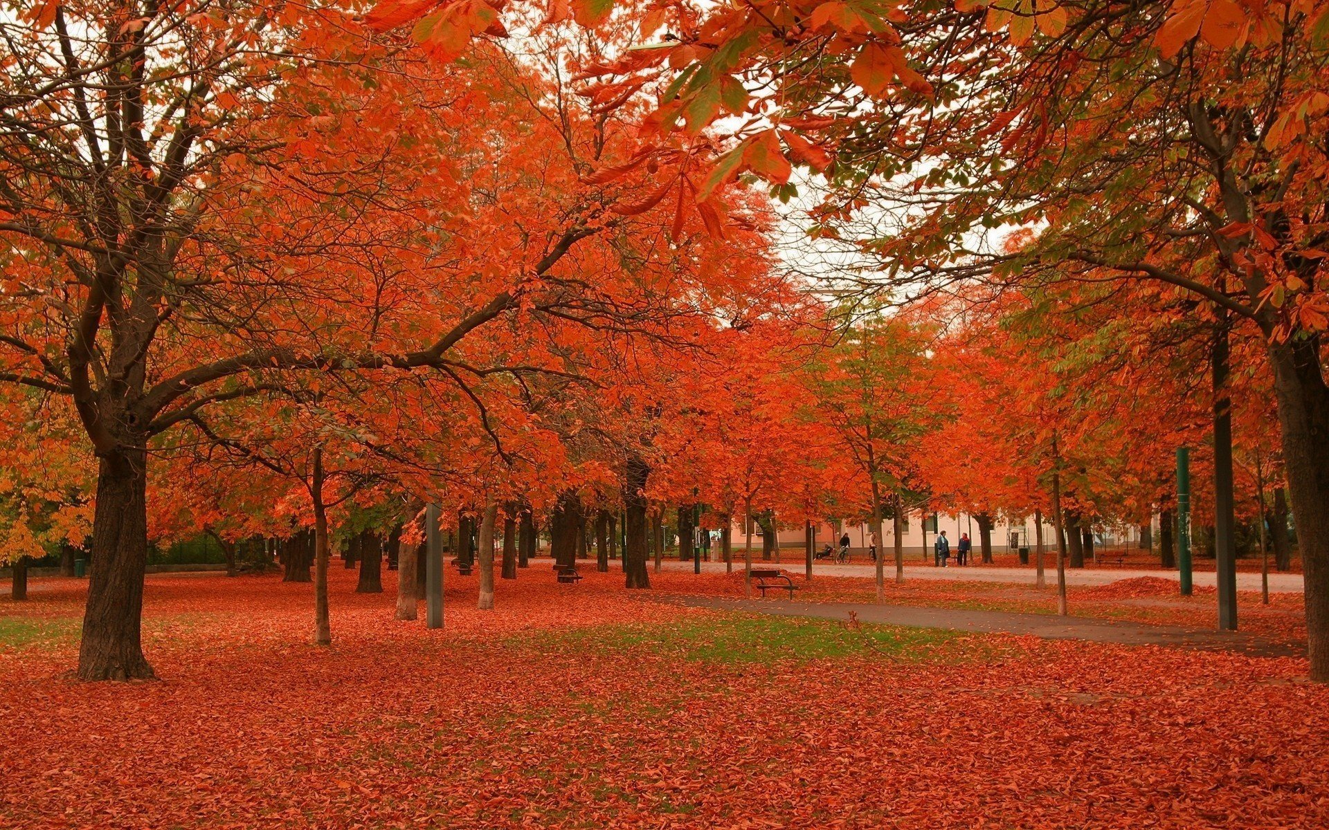 rot park laub wald laubfall goldene zeit sommer rote blätter teppich