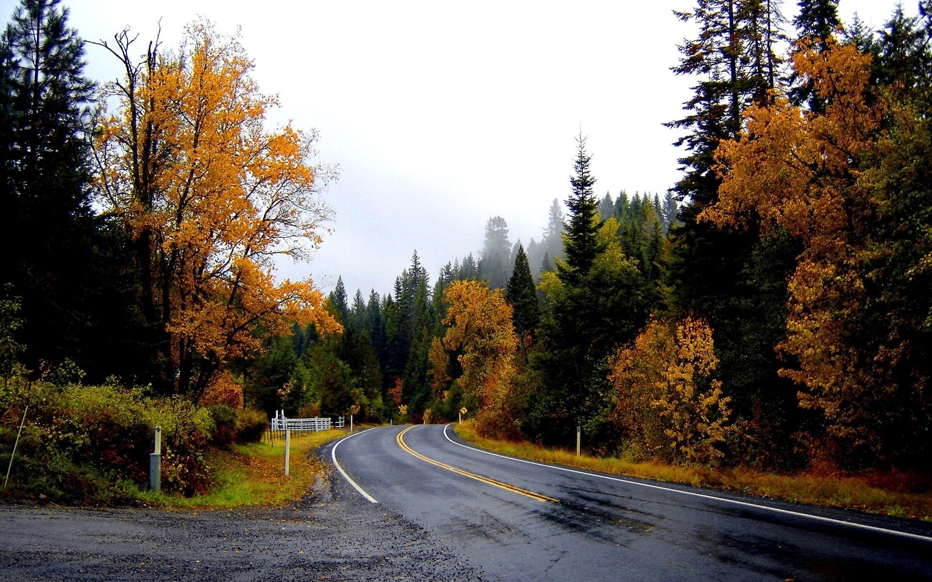 camino húmedo bosque otoño bosque caminos caída de hojas época dorada verano indio hojas amarillas