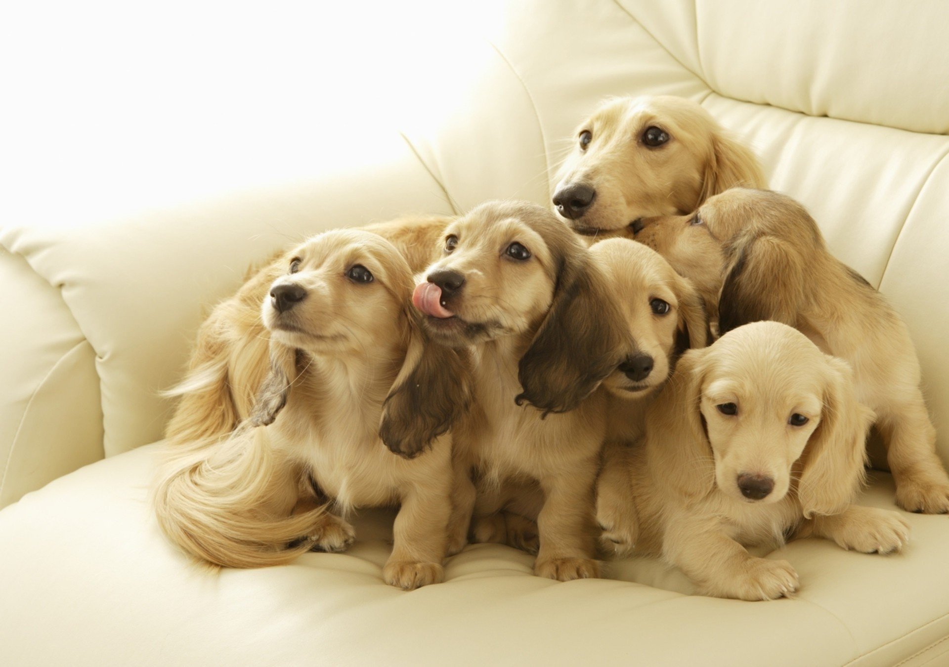 cute faces puppies light color puppies dogs look sofa