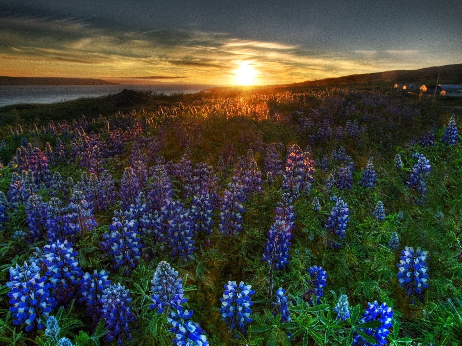 horizons fleurs fleurs sauvages coucher de soleil paysage champ