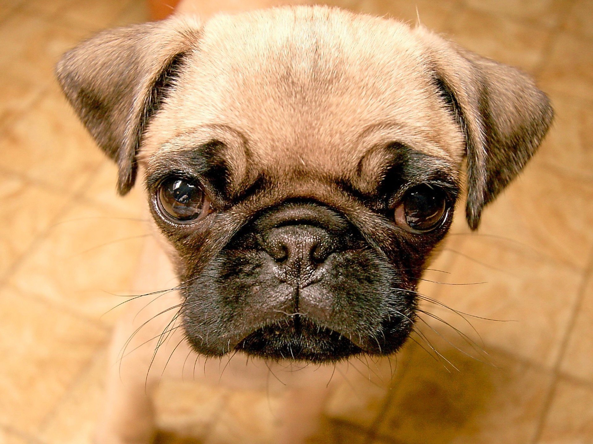 cara ofendida ojos grandes pelo claro perros cachorros mirada