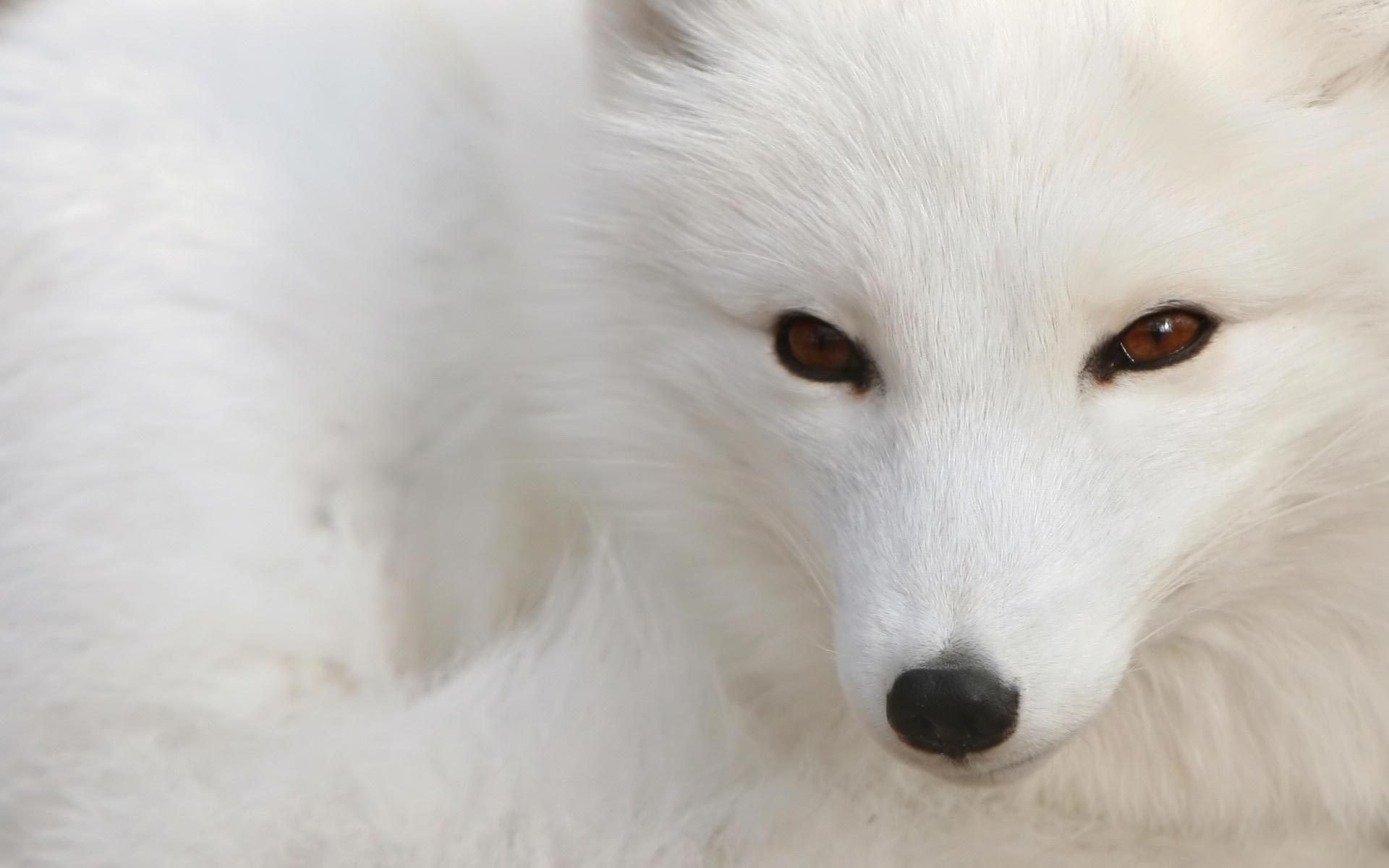 pico negro zorro lana blanca mirada