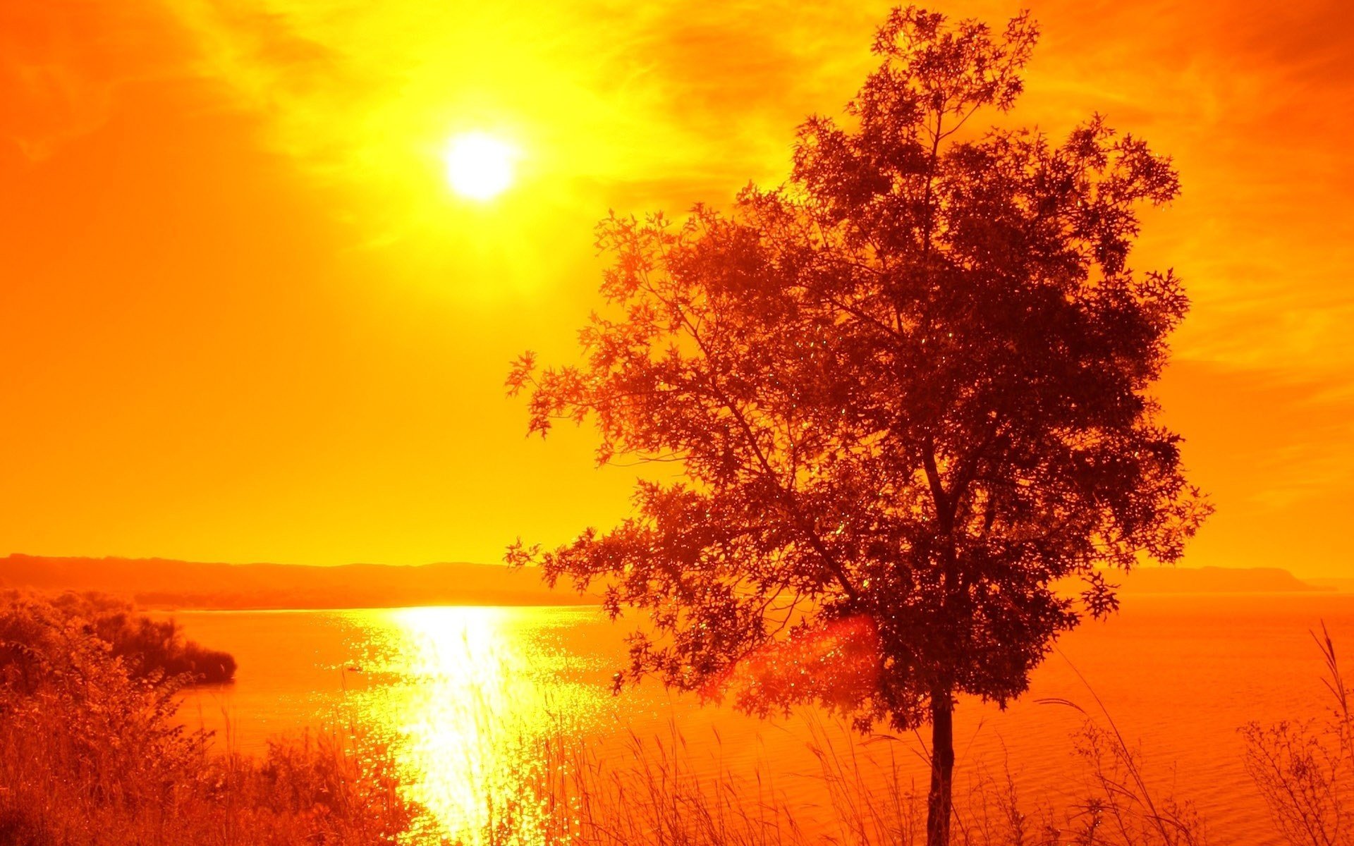 unset bright colors lake tree the sky the sun the sun s rays water lonely tree