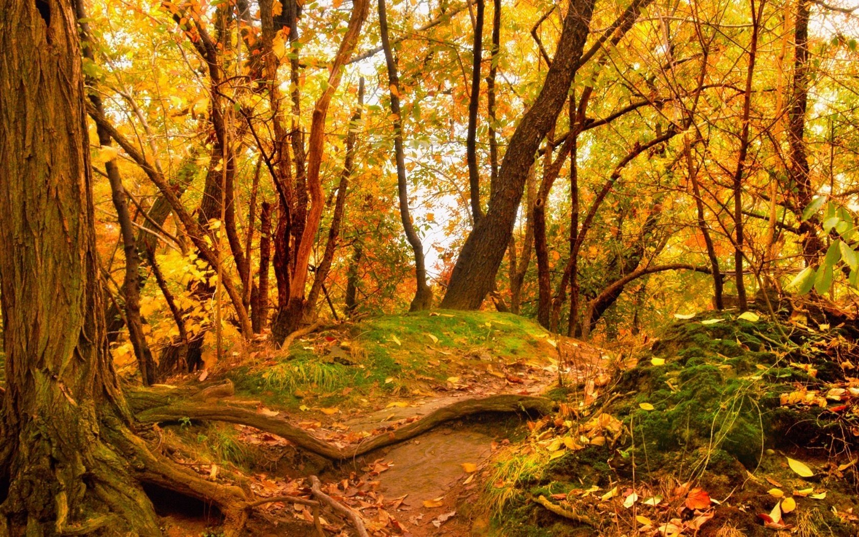 fogliame ingiallito foresta alberi tumuli caduta delle foglie tempo d oro estate indiana foglie gialle