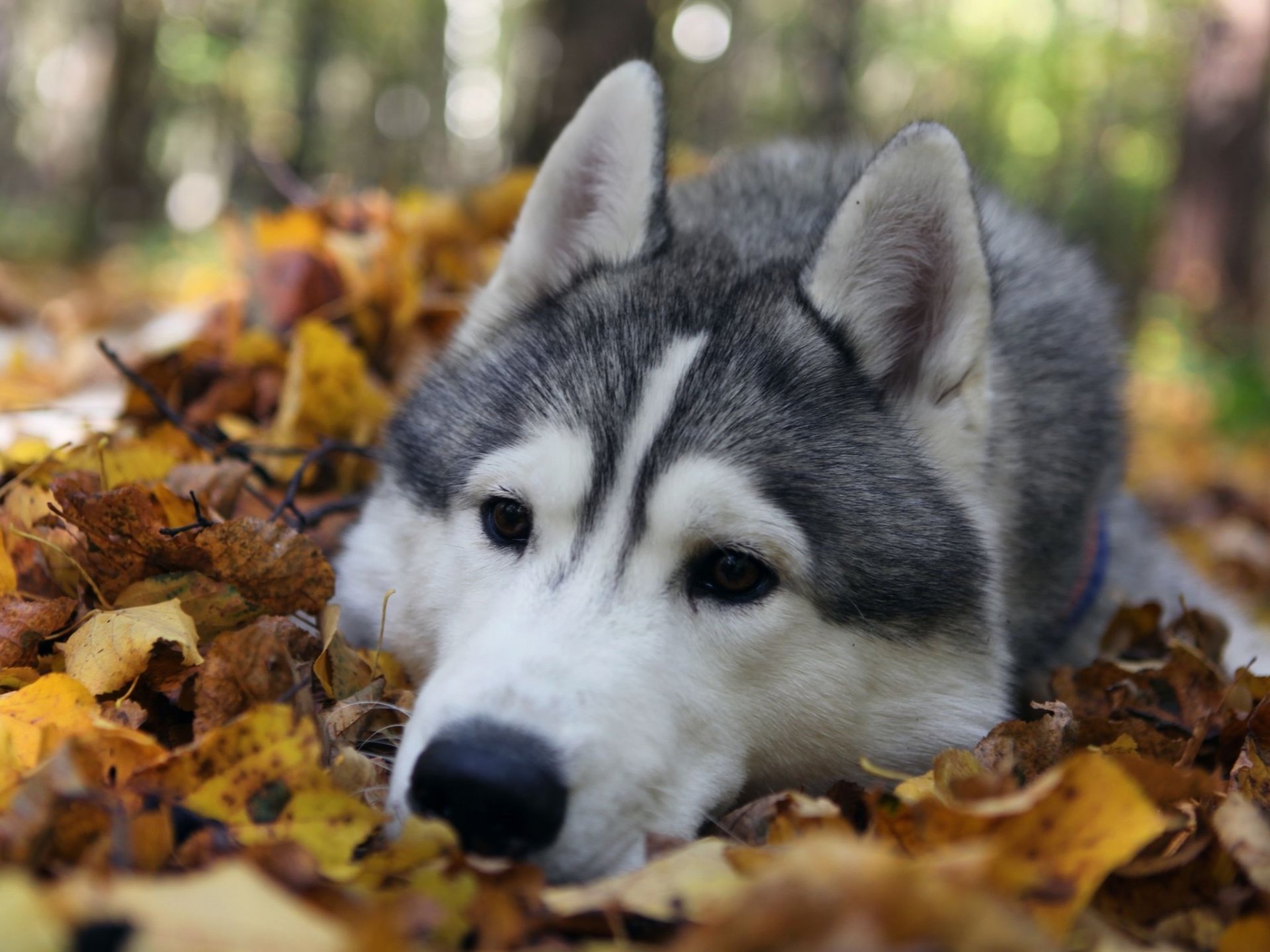 charming face dog husky dogs dog friend look muzzle autumn foliage yellow leaves animals woof-woof-ry-ry