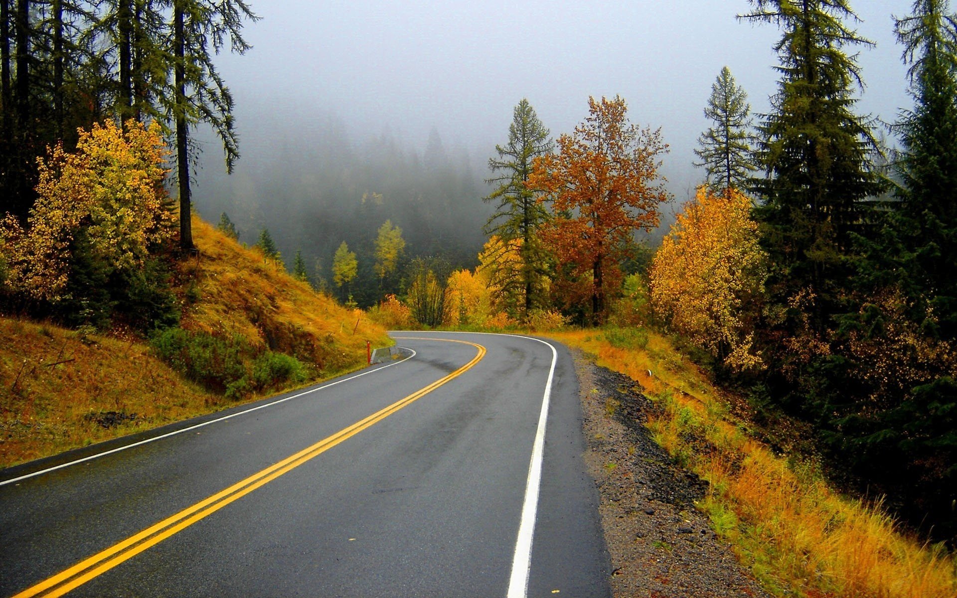 road yellow foliage forest forest roads leaf fall golden time indian summer yellow leaves turn marking fog