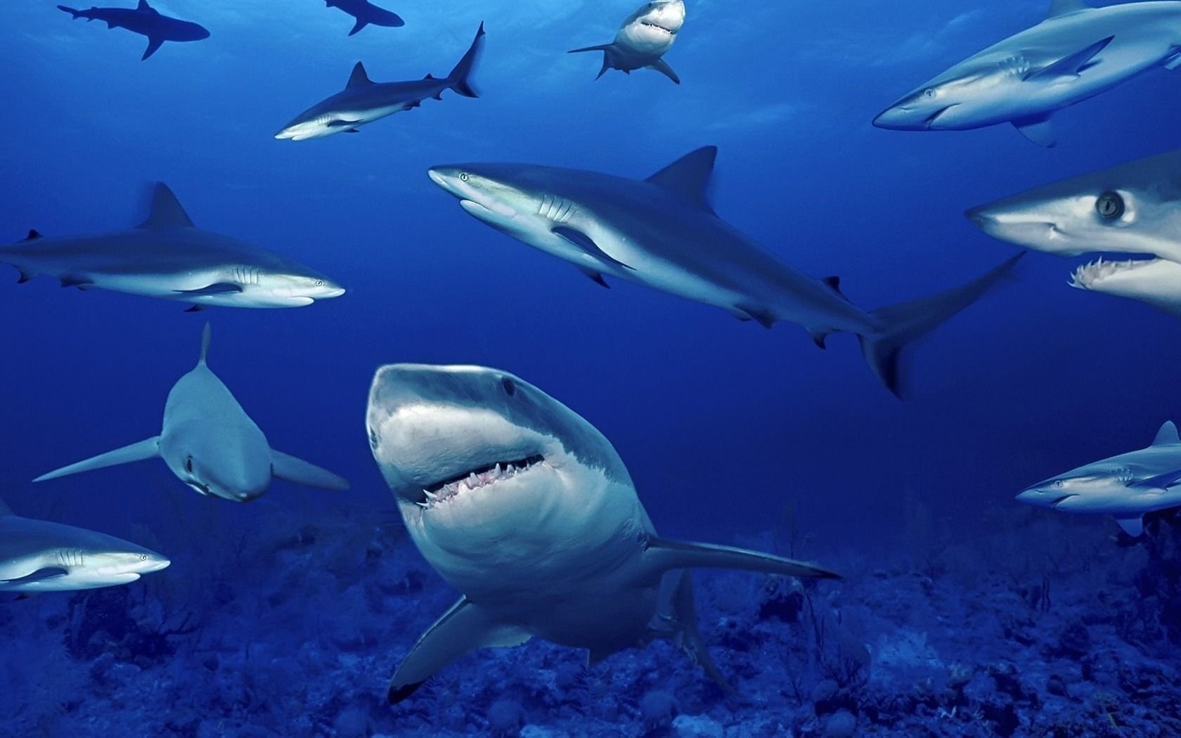 mar infestado tiburón gris azul profundo glyubina tiburones depredadores aves acuáticas agua bajo el agua océano dientes mundo submarino