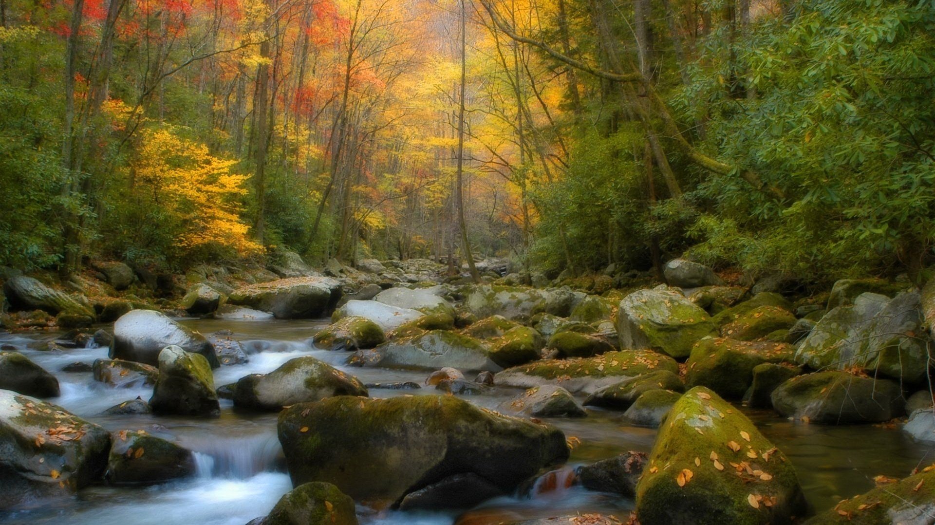 pietre ricoperte di muschio ruscello foresta caduta delle foglie tempo d oro estate indiana foglie gialle colori autunnali ruscello di montagna nebbia