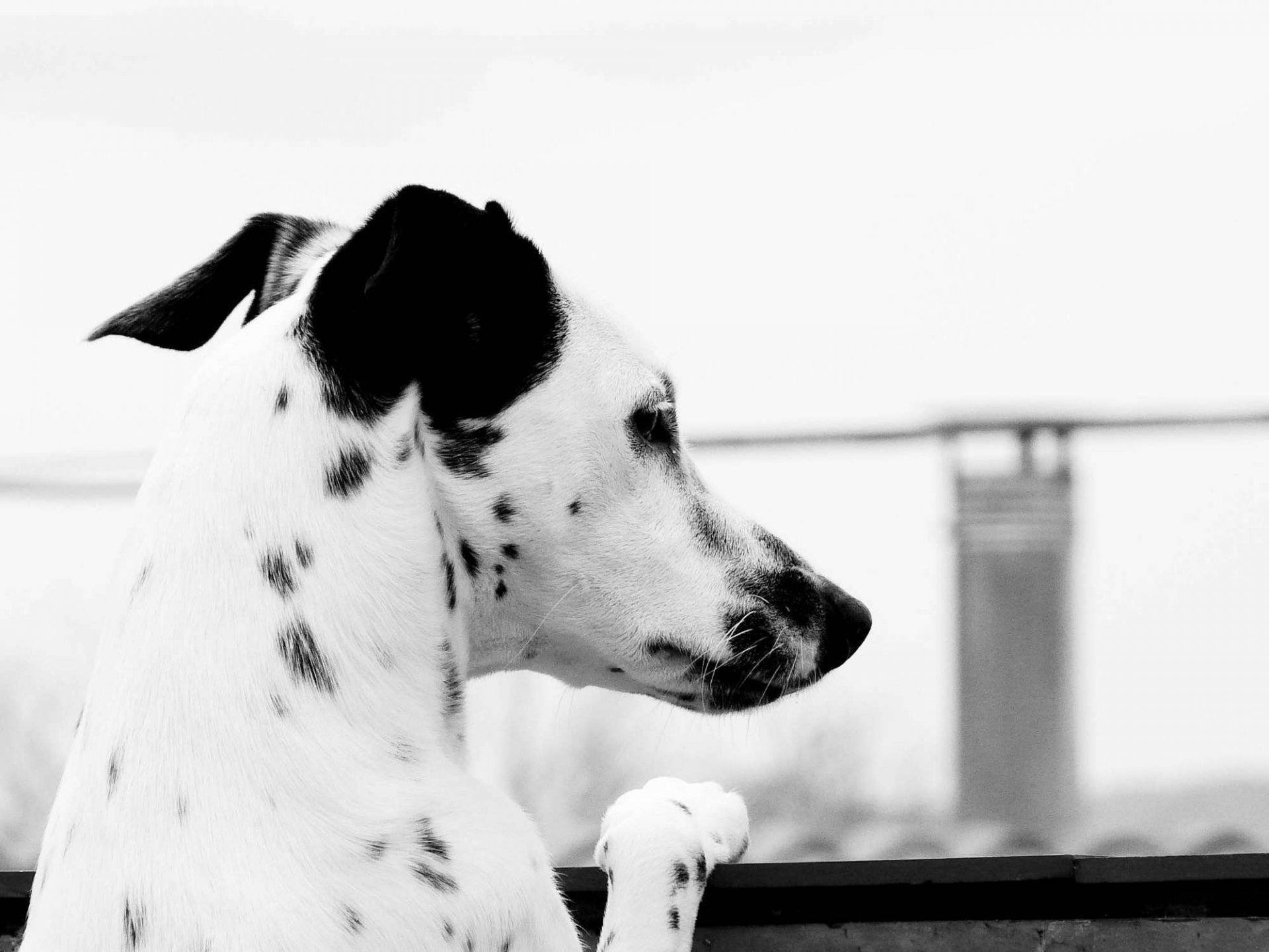 vista a la distancia dálmata perro negro blanco