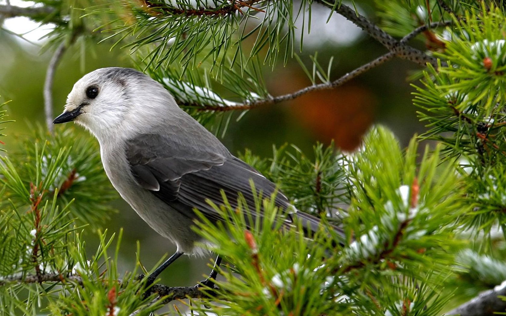 mountain on the branch spruce grey nightingale bird beautiful look pine snow bird