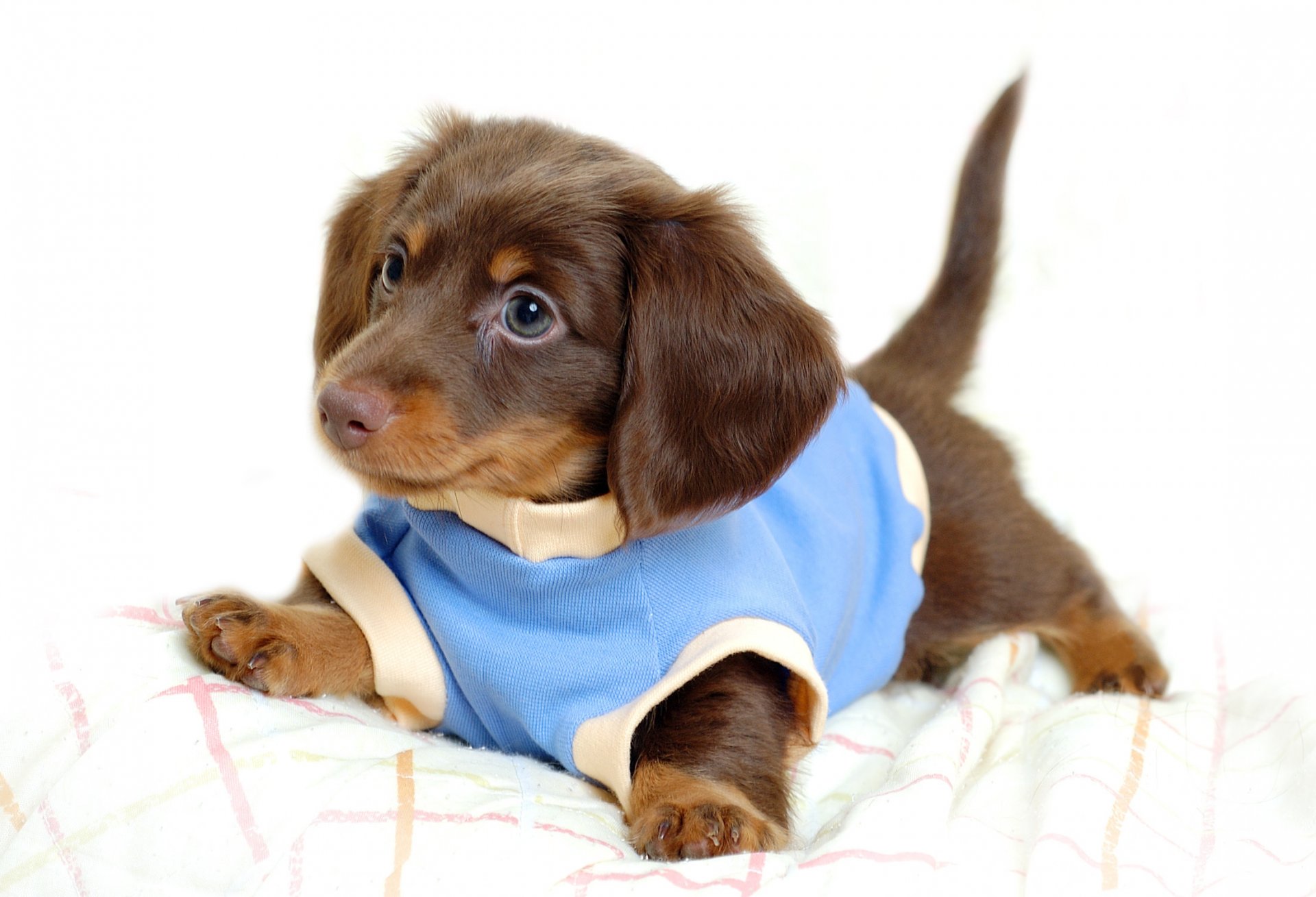 cachorro con camisa azul miga cachorros perros mirada