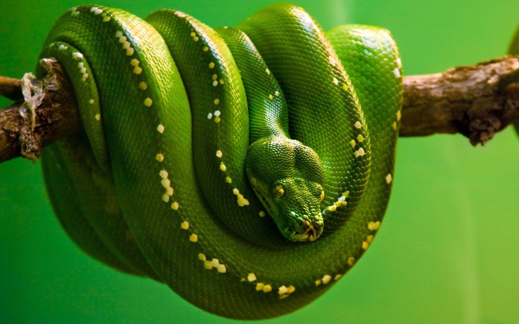 a la espera de la víctima serpiente boa verde rama plasma vista ojos