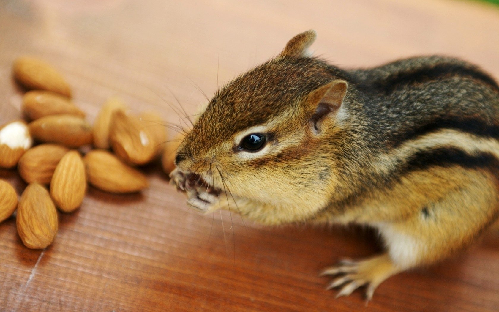 mandelnüsse tier streifenhörnchen nagt auf dem tisch nagetiere nüsse augen