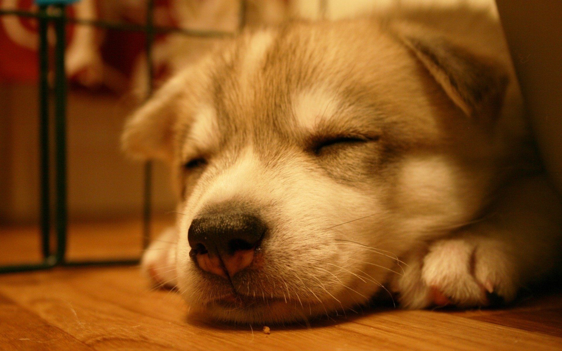 dulce sueño del bebé linda cara cachorro perros sueño