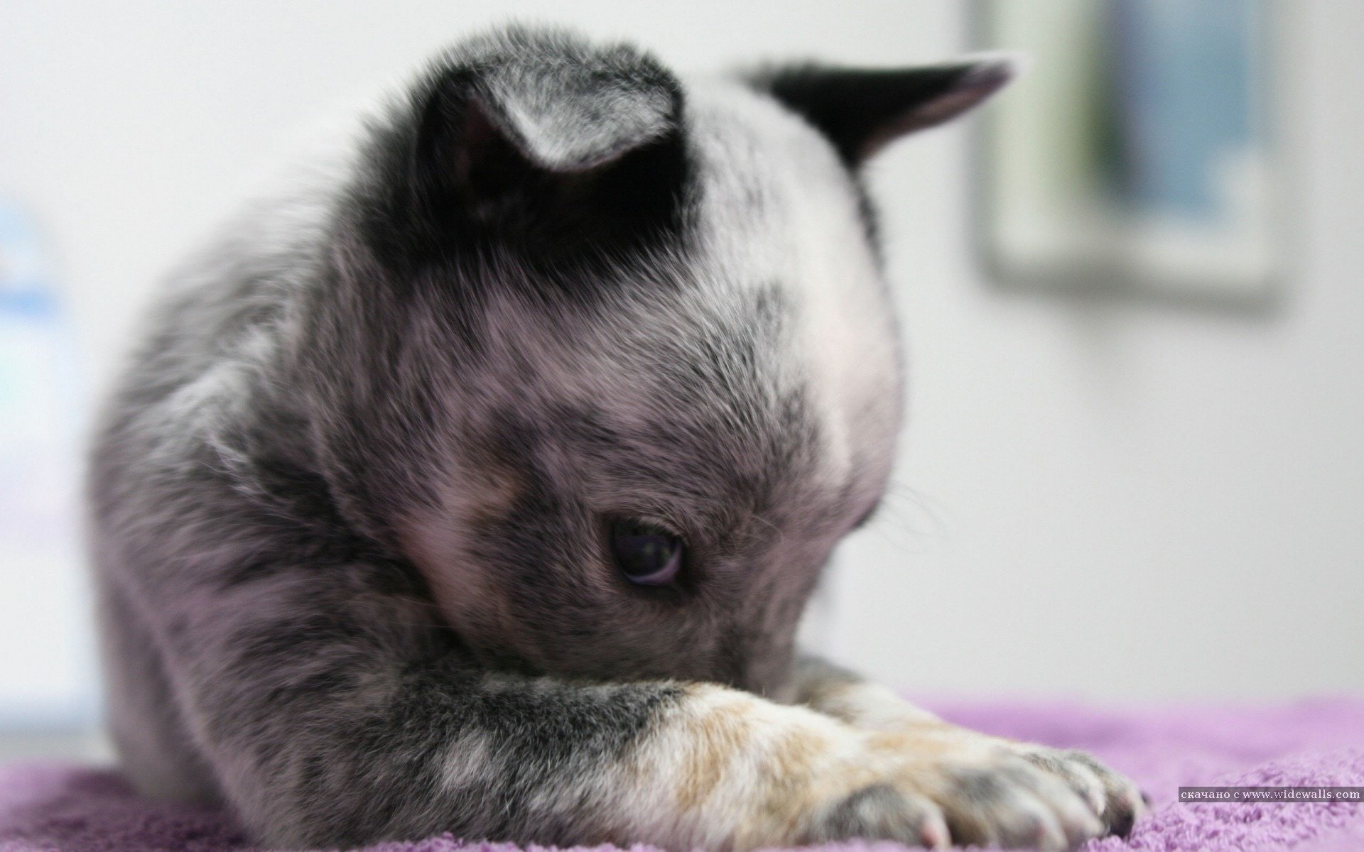 piccolo bambino cucciolo nascosto cani cuccioli sguardo