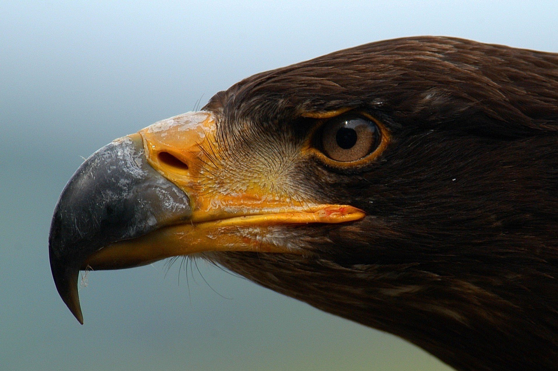 adler vogel scharfer schnabel blick augen gefiedert profil