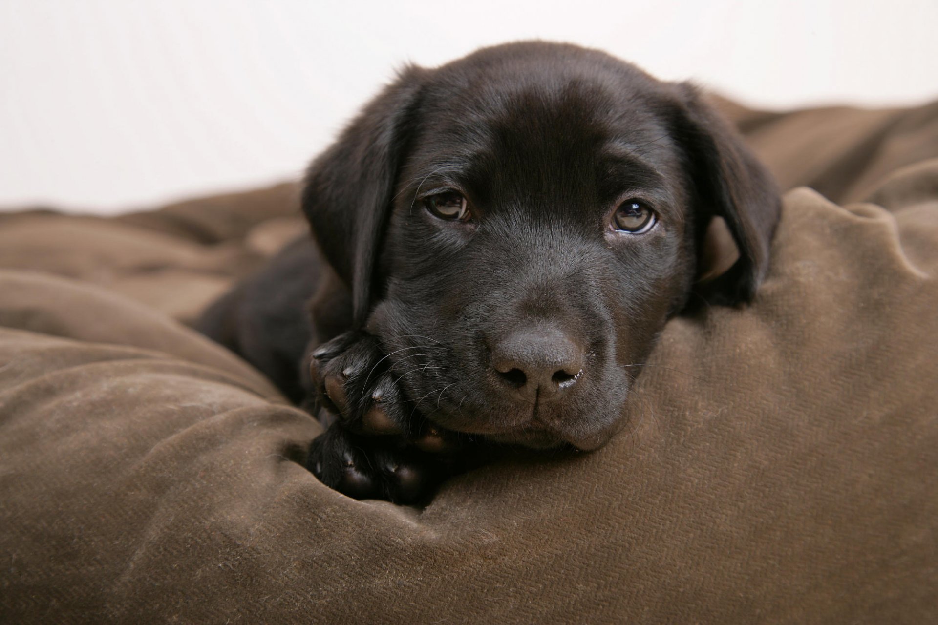 schwarze farbe welpe ruhe augen hunde welpen blick