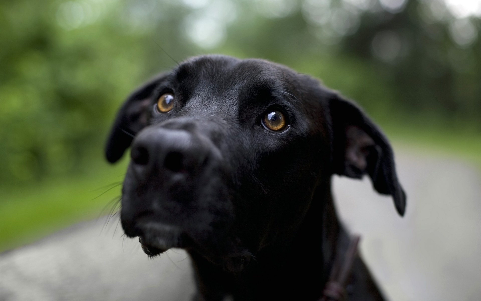 perrito lindo ojos amables negro perros mirada