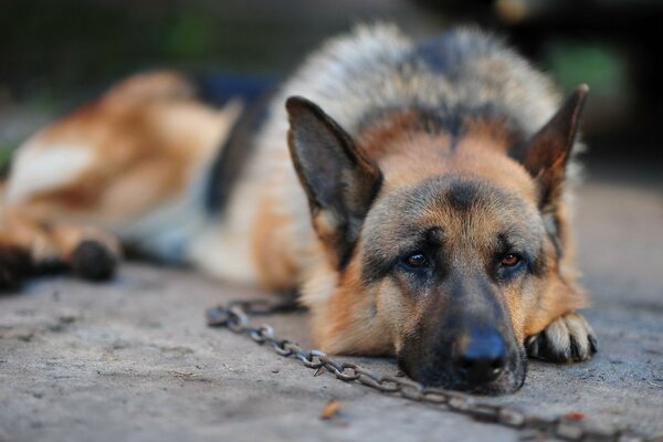 Trauriger Schäferhund an der Kette