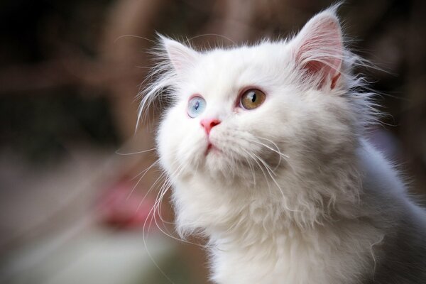 Blanco coño con ojos de colores