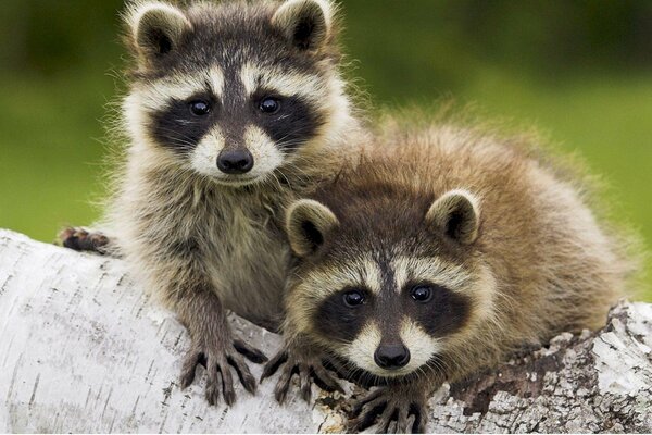 Deux ratons laveurs à fourrure sur un arbre