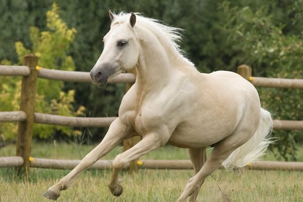 A white horse on a gallop