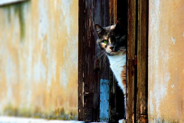 Разноцветный котик выглядывает из-за двери