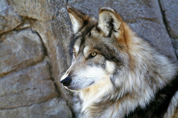 Ein wachsames Auge auf einen Wolf, der sich auf einem Felsen befindet