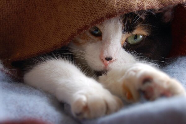 Il gatto maculato dorme sotto il copriletto