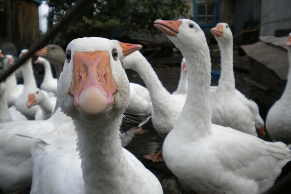 Gansos criaturas blancas, picos anaranjados mirada emplumada