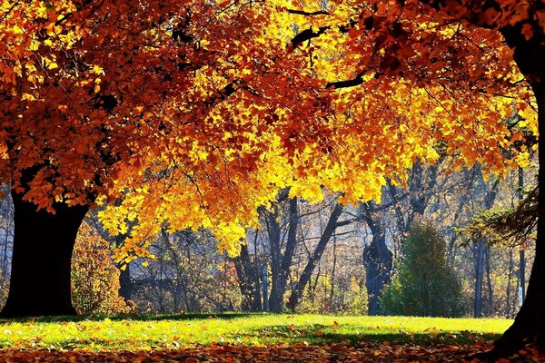 Árboles con follaje amarillo envueltos en el sol de otoño