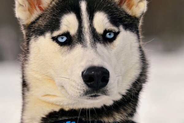 Surprised charcoal husky with an electronic collar around his neck