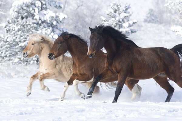 Three horses running through the snow