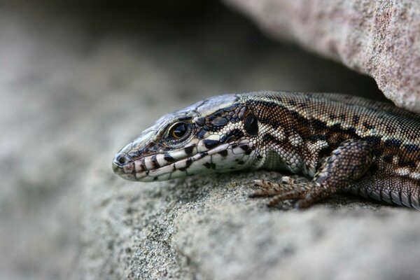 The lizard crouched between the rocks