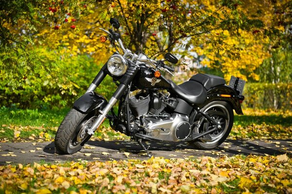 Harley davidson en el fondo del follaje de otoño