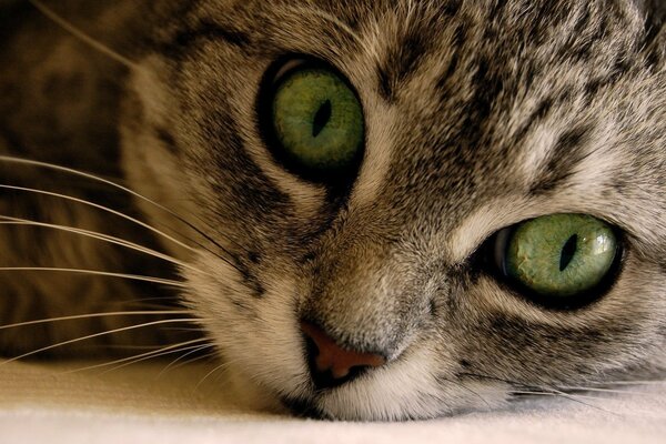 The look of green cat eyes on a cute face