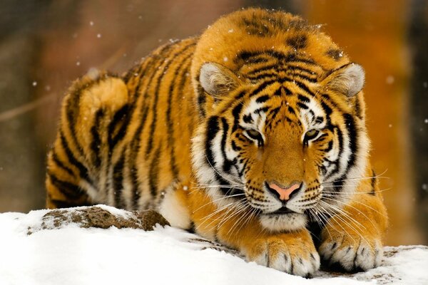 Le tigre est allongé sur la neige. Flocons de neige tombent. Ampère