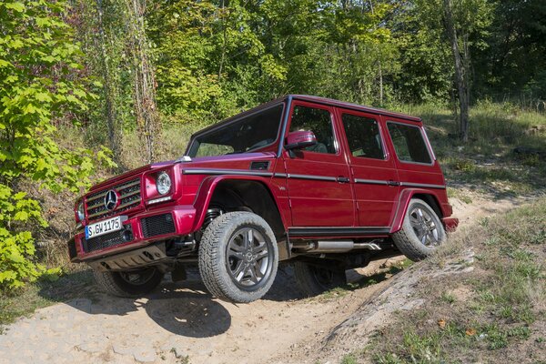 Roter Mercedes-Benz auf der Straße im Wald