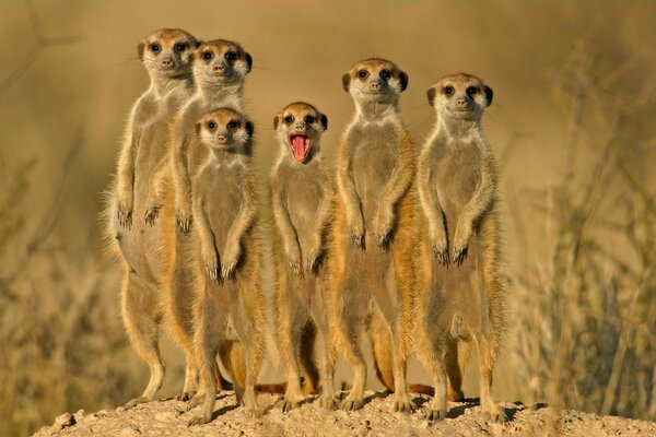 Linda familia de marmotas viendo