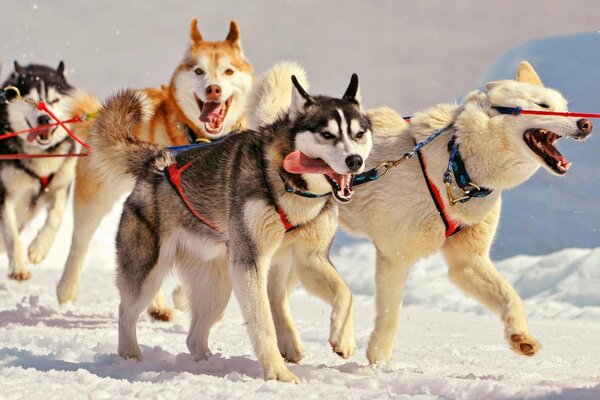 A team with huskies on the background of winter