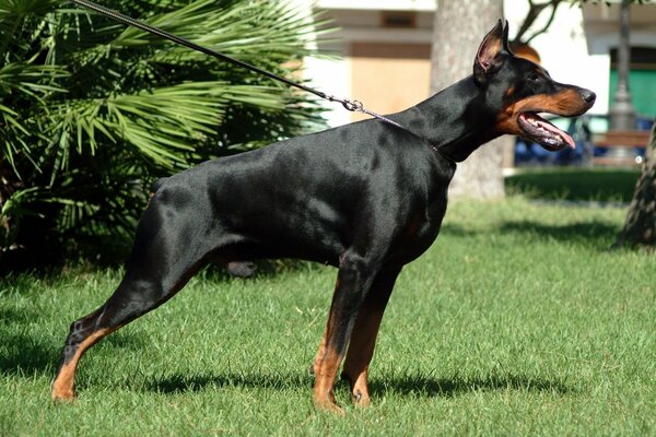 Dobermann im Rack an der Leine