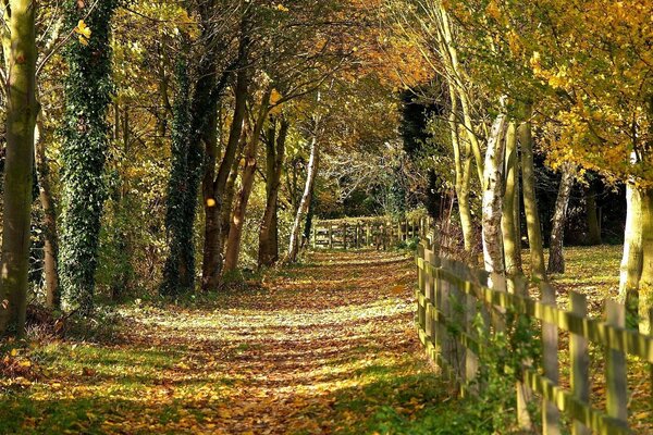 Wooden fence along the autumn path