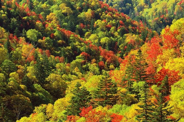 View of the autumn forest from the cliffs. The beauty of autumn