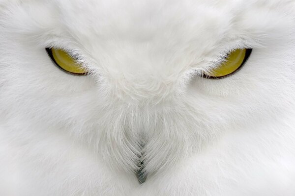 Owl yellow eyes, fluffy feathers white