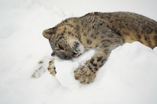 Snow leopard predator lies on the snow kitty-kitty-meow-meow